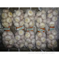 5.0cm Normal White Garlic